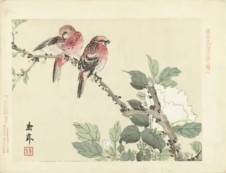 Two Red Birds on a Branch with White Flower (Flower and Bird Sketches by Keinen)