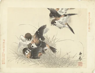 Five Sparrows Fighting