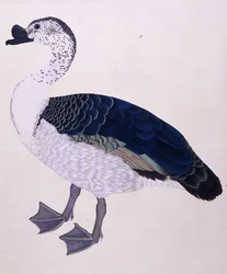 A Comb Duck