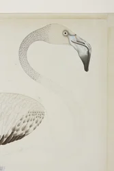 A Flamingo (detail)