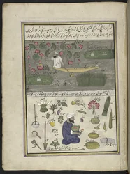 Boatman collecting lotus-root; farming on the water, 86 drawings bound into a volume depicting trades and occupations in Kashmir, Craftsmen are shown at work with their implements and equipment, By a Kashmir artist, probably at Srinagar