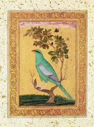 Green Bird, Mughal