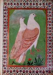 Two pigeons