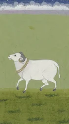 Ram with Golden Collar