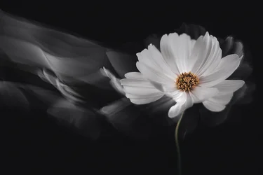 Ethereal White Cosmos