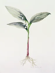 Lily of the Valley