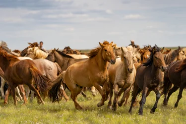 A herd of horses in the South Gobi Desert, Mongolia