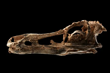 Alvarezsaur-like Dinosaur Skull at the IVPP in Beijing, China
