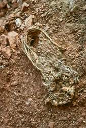 An Anasazi handmade sandal in Grand Gulch, Utah