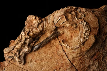 An unknown dinosaur at Institute of Vertebrate Paleontology and Paleoanthropology in Xiaotangshan, North Beijing, China.