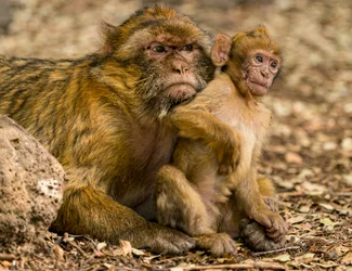 Barbary Macaques near Ifrane in Morocco (photo)