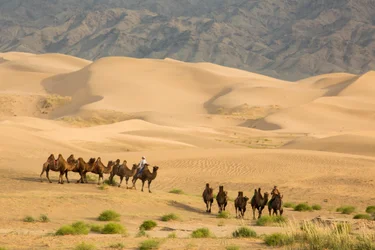 Caravan of Bactrian camels in the South Gobi Desert, Mongolia