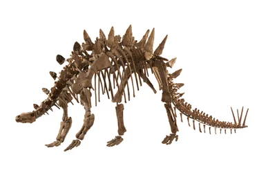 Chongqing, China at the Chongqing Natural History Museum, Tuojiangosaurus, found in 1974 in Sichuan Province near the town of Zigong. About 70 percent of it is real.