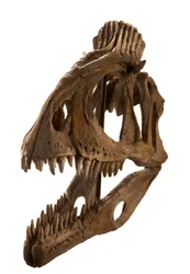 Cryolophosaurus cast at Augustana College, Rock Island, Illinois.