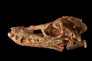 Junggarsuchus Sloani, a Sphenosuchian from the Middle Jurassic Period
