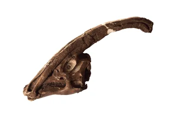 Parasaurolophus, an Original Skull and Crest at the Royal Ontario Museum