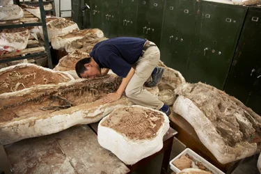 Xing Xu and Colleagues Examine Specimens at China