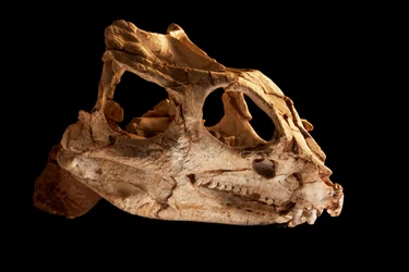 Yinlong Downsi skull at the IVPP in Beijing, China