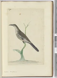 Cuckoo. New Zealand, 1772-75