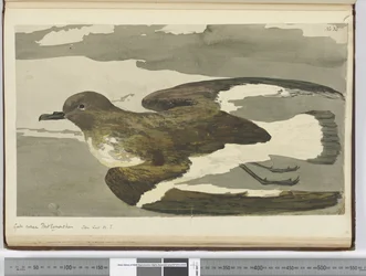 Gull Called Port Egmont Hen. Seen Lat. 50 S., 1772-75