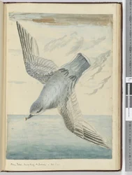 Blue Petrel. Dusky Bay New Zealand. In High S. Lat., 1772-75