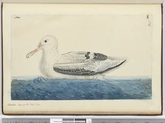 Albatross. Seen at Sea High S. Lat., 1772-75