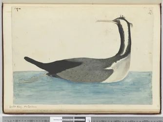 F.47 Crested shag. New Zealand, 1772-75