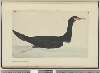 F.48 Shag. New Zealand & Staten Island, 1772-75
