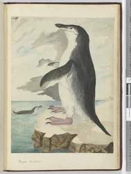 Penguin. New Zealand, 1772-75