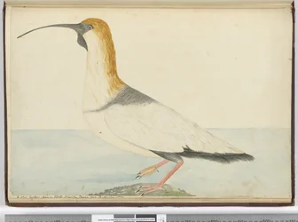 A new curlew. Seen on Staten Island Tierra del Fuego Jan. 1774, 1772-75