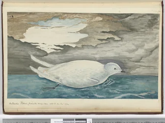 Antarctic petrel (smaller than No. 29) seen with the ice Jan. 1772, 1772-75
