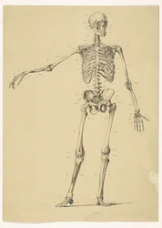 Human Skeleton, with Notes