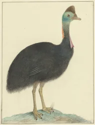 Cassowary