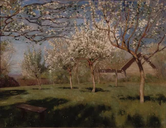Apple trees blooming