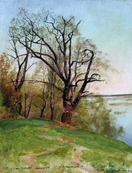 Oak Tree on the Riverbank