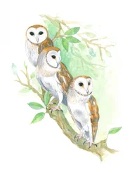 3 Barn Owls