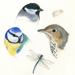 Birds and Dragonfly Study