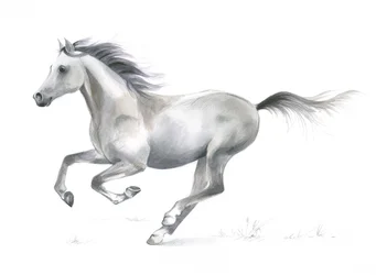 Dynamic Grace of a Galloping Horse