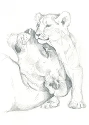 Lioness and Cub Drawing Study