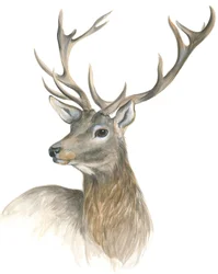 Regal Stag Portrait