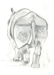 Rhino’s Gentle Stride