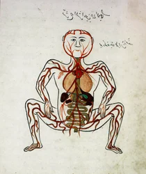 Arabic medicine: blood circulation and digestive system