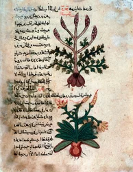 Page from a Medical Herbarium