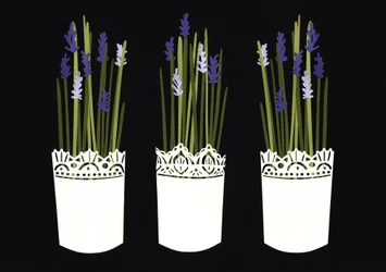 Lavender pots, 2014