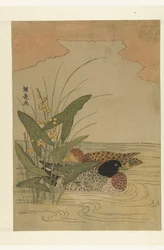 Two Ducks Swimming by Yellow Blooming Arrowhead