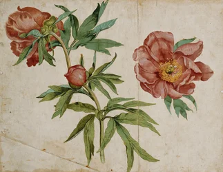 A Study of Paeonies
