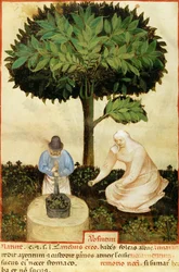 Absinthe, from a Manuscript on 