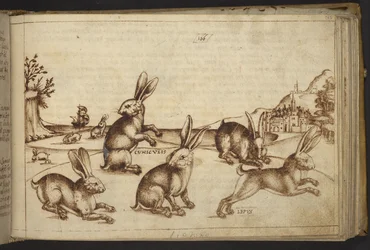 Rabbits (