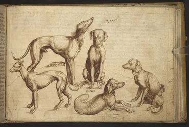 Add. 82955, f.206 Dogs of different breeds (