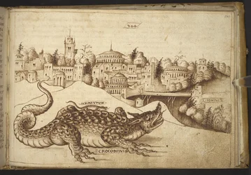 A Crocodile (